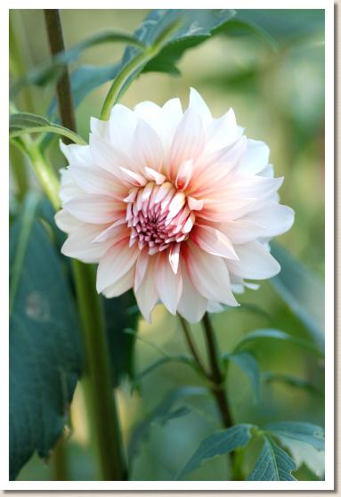 ダリア　ラララ