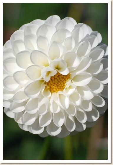 ダリア　ランクリッズ