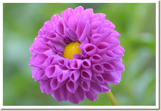 ダリア　ラベンダーブルー