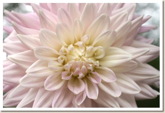 ダリア　ラベンダーガール