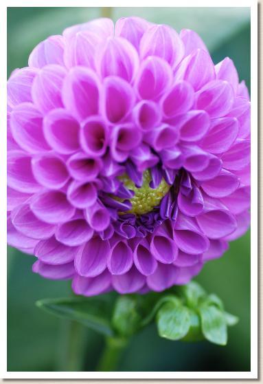 ダリア　ラベンダースカイ