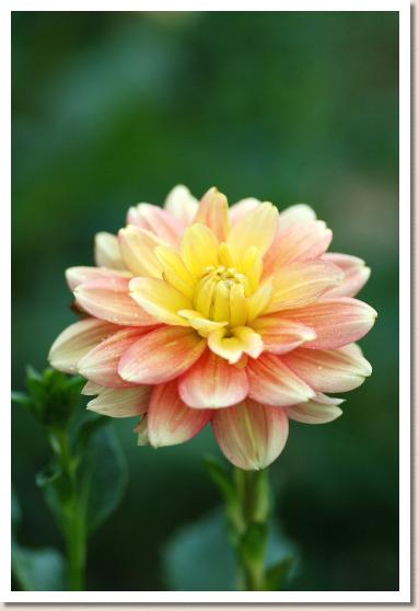 ダリア　リトルバンビ