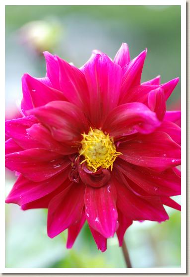 ダリア　ラブバラード