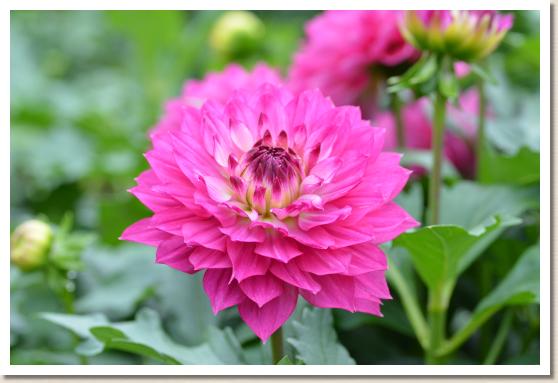 ダリア　ラブハート