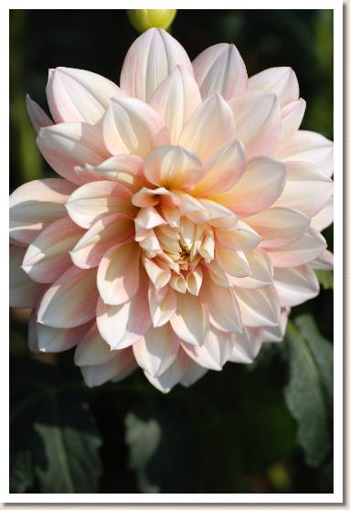 ダリア　ラブシグナル