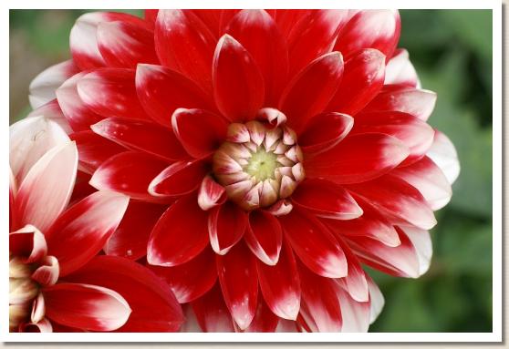 ダリア　マチダノカガヤキ