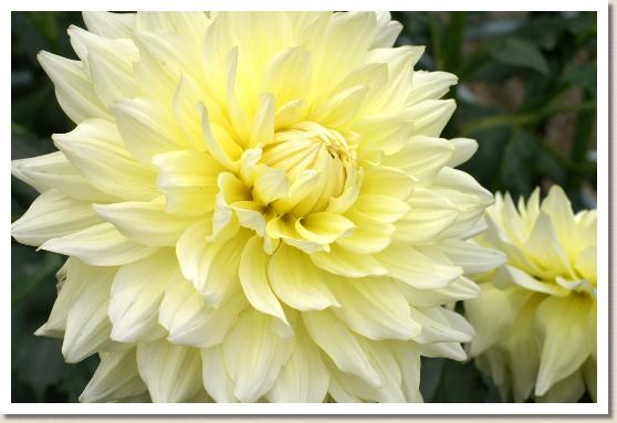 ダリア　マジックランプ