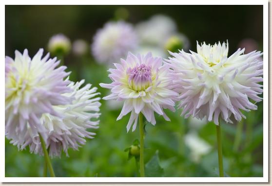 ダリア　マジックモーメント