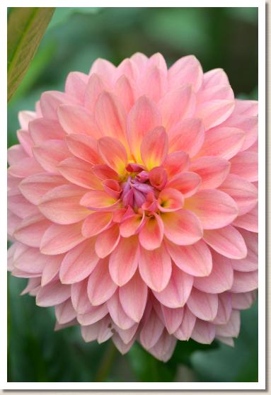 ダリア マゴコロ（真心）