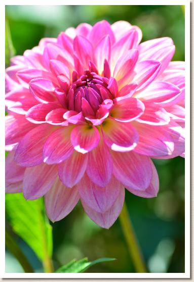 ダリア マゴコロ（真心）