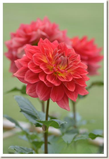 ダリア マケテタマルカ