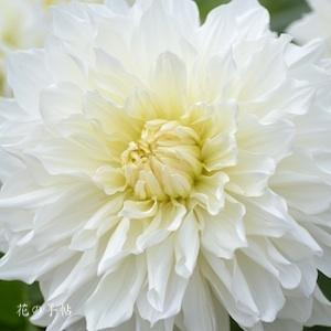 ダリア　マルコムズホワイト｜花の手帖のダリア図鑑