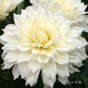 ダリア　マルコムズホワイト｜花の手帖のダリア図鑑