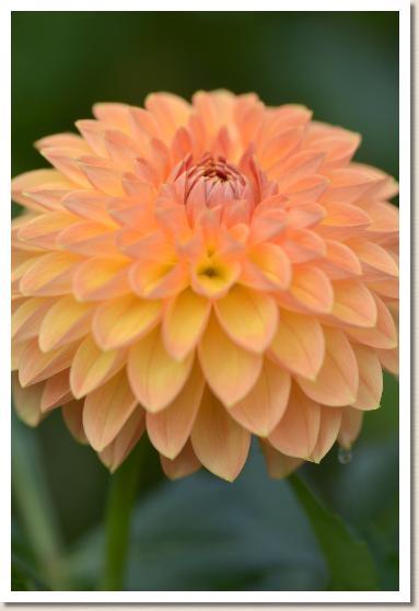 ダリア マンゴープリン