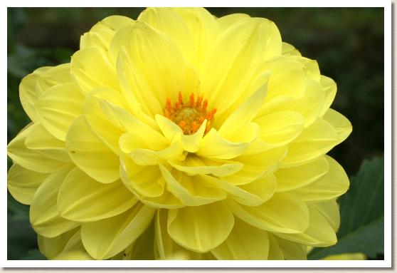 ダリア　メイゲツ