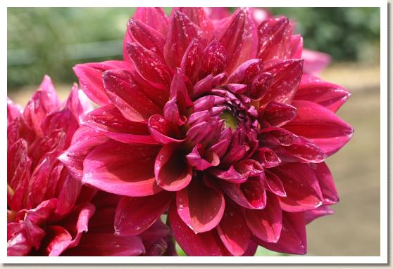 ダリア メイショウ（名将）