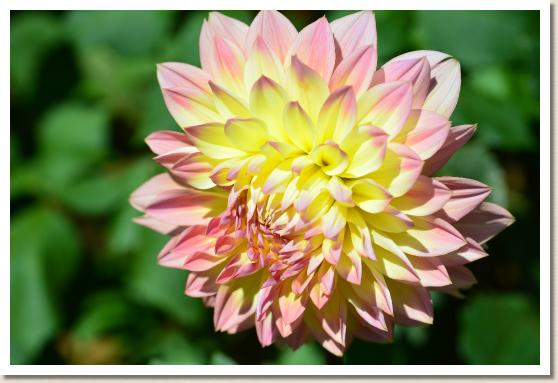 ダリア　メロディアン（Melodian）