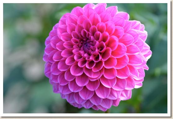 ダリア　ミッチャン｜花の手帖のダリア図鑑