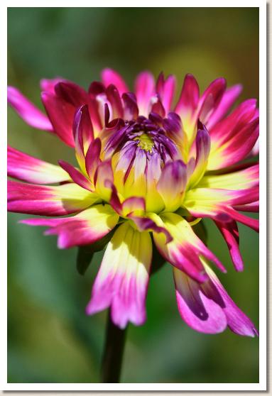 ダリア　ミキ｜花の手帖のダリア図鑑