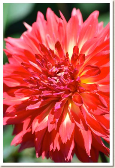 ダリア　｜花の手帖のダリア図鑑