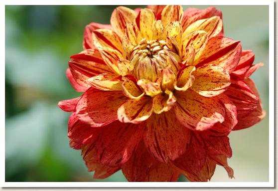 ダリア　ミンガスマリー