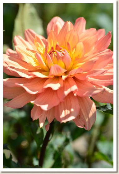 ダリア　ミサキノアカリ（岬の灯）｜花の手帖のダリア図鑑