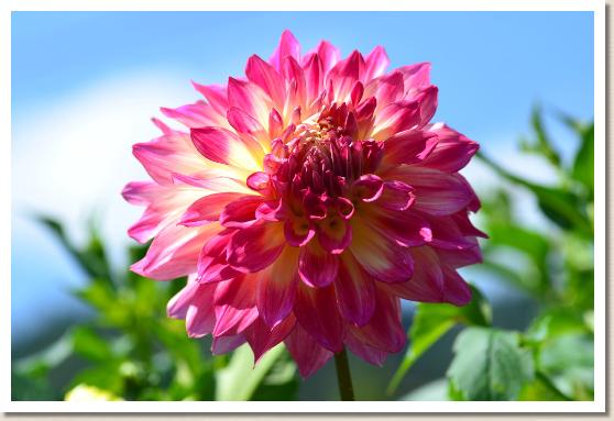 ダリア　ミサト（美郷）