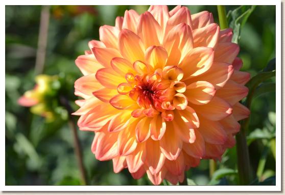 ダリア　ミスダリア（Miss Dahlia）｜花の手帖のダリア図鑑