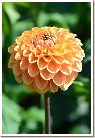 ダリア ミスズ（美鈴）