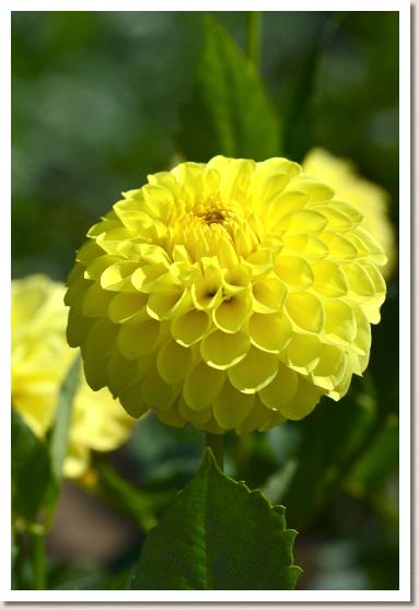 ダリア　ミツキ