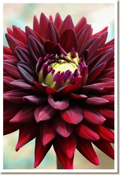 ダリア ミズ ノワール