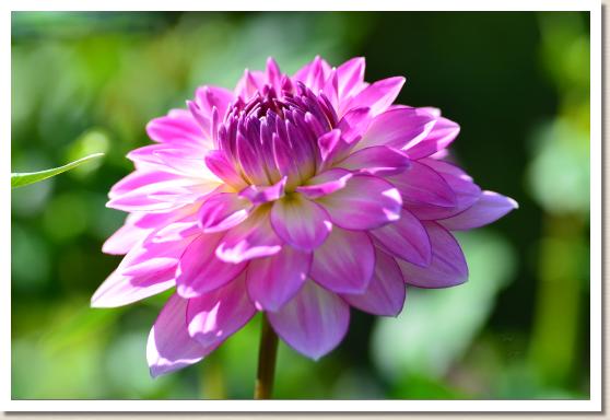 ダリア　モデストメリー