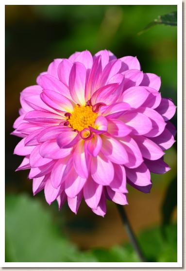 ダリア　モモカ（桃華）