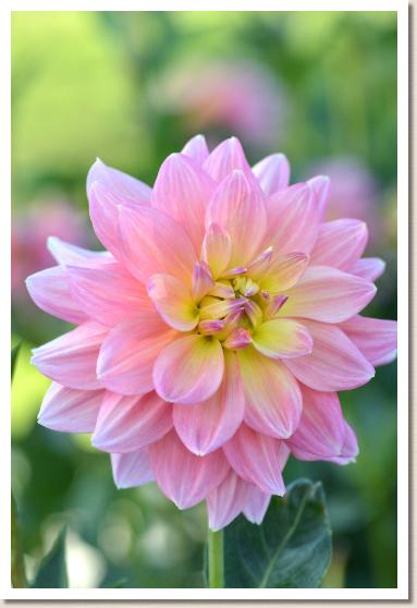 ダリア　ムードメーカー