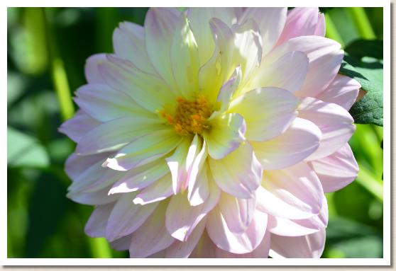 ダリア　モーニングデュー（Mornign Dew）