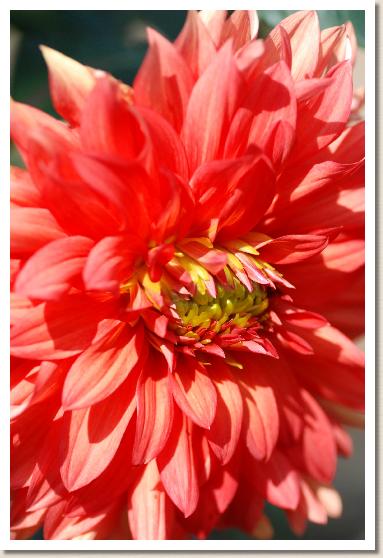 ダリア ミセス アイリーン