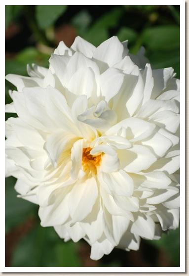 ダリア　ムヒョウ