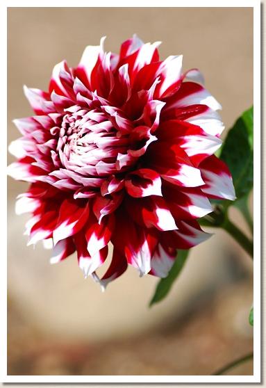 ダリア　ムラキンギョ