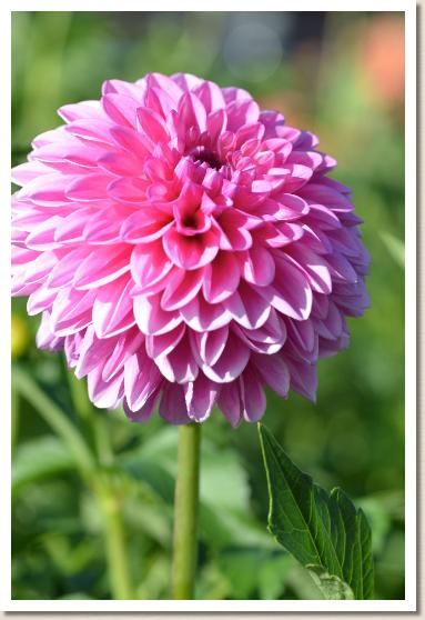 ダリア　ムスメザカリ