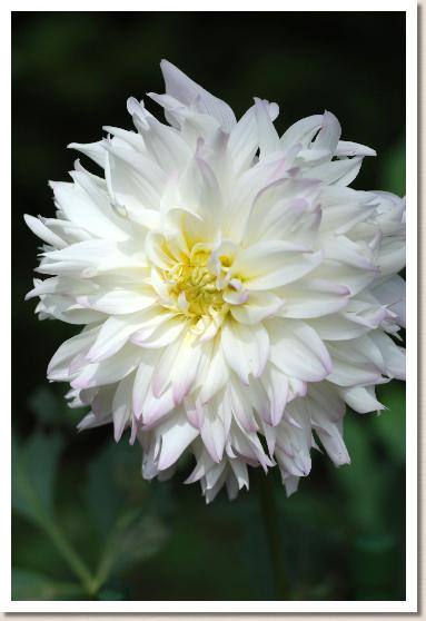 ダリア ミスティウーマン