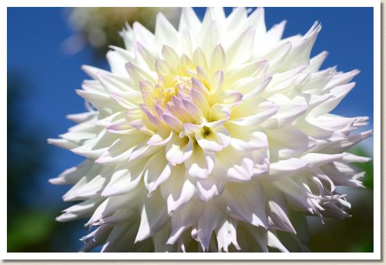 ダリア ミスティウーマン