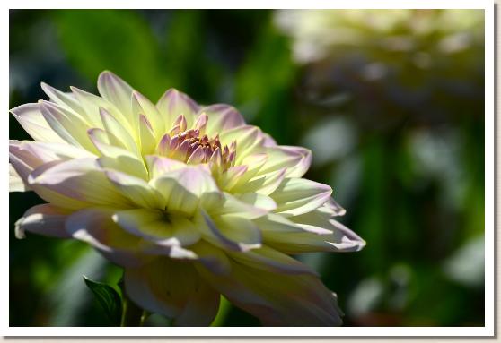 ダリア　ナイーブ（Naive）｜花の手帖のダリア図鑑