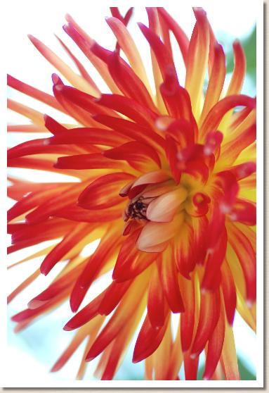 ダリア　ナンシー