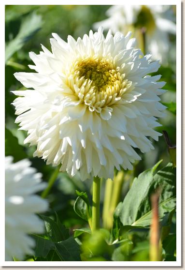 ダリア　ナンピョウヨウ（南氷洋）｜花の手帖のダリア図鑑