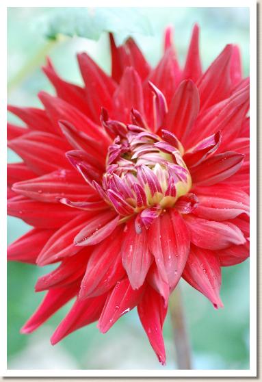 ダリア ネッショウ（熱唱）