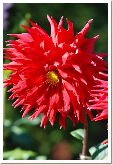 ダリア ニホンカイ