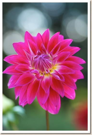 ダリア ノナ（Nona）