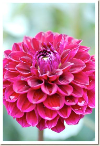 ダリア　のぞみ