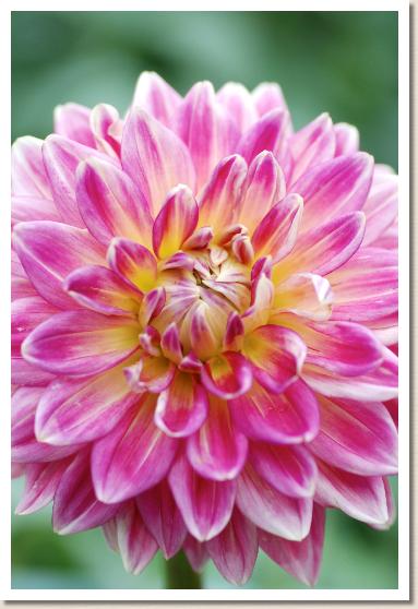 ダリア オヒトヨシ（お人好し）