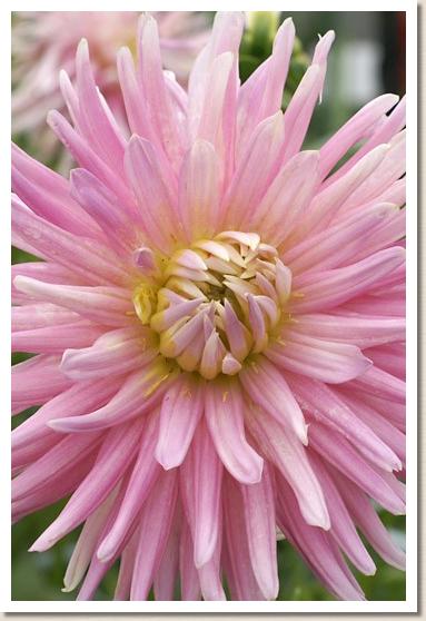 ダリア パークプリンセス